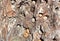 Woodpecker Acorns in Pine Bark, Saving for the Winter