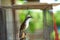 Woodpecker or bird in cage