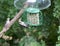 Woodpecker on bird feeder