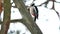 Woodpecker bird red feathers wildlife knocking on wood