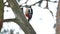 Woodpecker bird red feathers wildlife knocking on wood