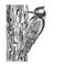 Woodpecker bird sketch vector illustration