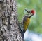 Woodpecker on the branch