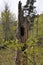 Woodpecker cave in a dead tree stump