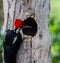 Woodpecker checking his nest hole