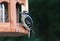 Woodpecker chick w/seed