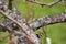 Woodpecker colorful head over apple tree branch