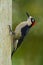 Woodpecker from Costa Rica, Black-cheeked Woodpecker, Melanerpes pucherani, sitting on the branch with nest hole, bird in the