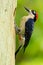 Woodpecker from Costa Rica, Black-cheeked Woodpecker, Melanerpes pucherani, sitting on the branch with nest hole, bird in the natu