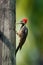 Woodpecker from Costa Rica, Lineated woodpecker, Dryocopus lineatus, sitting on branch with nest hole, bird in nature habitat, Cos