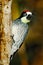 Woodpecker from Costa Rica mountain forest. Beautiful bird sitting on the green mossy branch in habitat, Costa Rica. Acorn