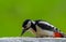Woodpecker crushes seeds with green spring background