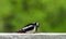 Woodpecker crushes sunflower seeds on balcony