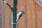 Woodpecker, Downey Picoides pubescens