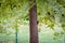 Woodpecker drumming on a tree trunk in a public park