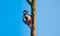 A woodpecker on a dry tree. Bird searching for woodworms. Sitting bird on a withered tree trunk