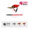 Woodpecker dryocopus pileatus bird concept icon set and modern brand identity logo template and app symbol based on comma sign