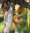 Woodpecker Eating Coconut