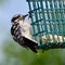 Woodpecker eating from suet feeder