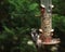 Woodpecker-feeder