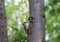 Woodpecker feeds the chick in the nest hollow