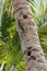 Woodpecker feeds the nestling on a palm tree