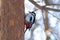 Woodpecker find food on pine trunk in wint
