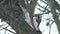 Woodpecker finding food inside tree trunk