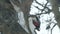 Woodpecker finding food inside tree trunk