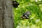 Woodpecker in flight. Great spotted woodpecker, Dendrocopos major, takes off from nesting hole in old beech after feeding chicks.