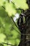 A woodpecker among green leaves looks for insects in the bark of a tree and hides in the shade from the hot summer sun.