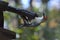 Woodpecker Hanging from Birdfeeder