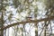 Woodpecker Hanging on Tree