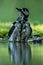 Woodpecker having bath in forest pond with clear bokeh background and saturated colors, Germany, bird in water,mirror reflection