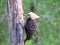 Woodpecker head yellow pecking rotten trunk