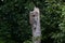 Woodpecker hole in dead stump found in the woods