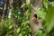 Woodpecker hole in a tree