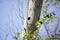 Woodpecker Hole in a Tree