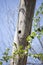 Woodpecker Hole in a Tree