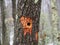 Woodpecker Hole in Tree Trunk