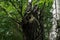 Woodpecker hole in the trunk of a birch tree