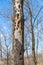 Woodpecker holes in a dry tree