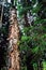 Woodpecker holes made in old birch tree in summer forest