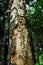 Woodpecker holes in old birch tree in summer forest