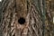 Woodpecker hollow on an aspen trunk