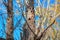 Woodpecker hollow tree
