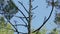 A woodpecker hollows out a piece of wood on top of a dry tree