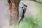 Woodpecker Inspecting Holes in Tree