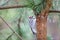 Woodpecker Inspecting Holes in Tree