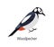 Woodpecker isolated on white background. Beautiful forest omnivorous bird, woodland inhabitant. Funny birdie. Avian